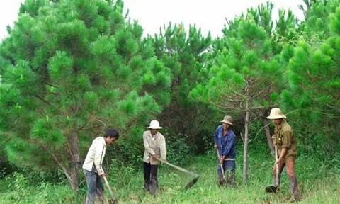 Đảm bảo tiêu chí phát triển mảng xanh song song góp phần tạo công ăn việc làm cho người lao động