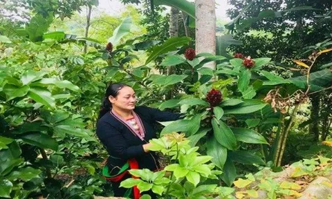 Lương y Triệu Thị Dung và những bài thuốc nam quý giá của người Dao