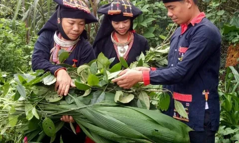 Lương y Dương Thị Hiến nức tiếng Ba Vì với những bài thuốc nam cổ phương