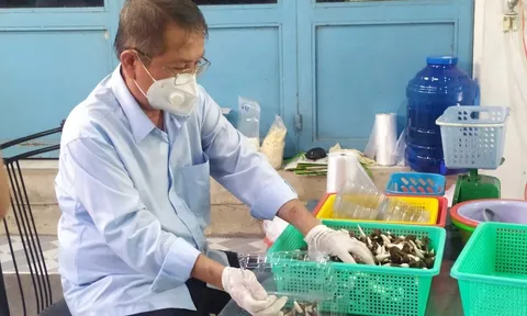 Thành công từ mô hình trồng nấm mối đen trong phòng lạnh