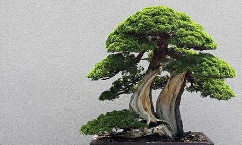 Có thờ có thiêng, có kiêng có lành: 5 loại cây xua đuổi tà mà, trừ âm khí quấy phá trong gia đình