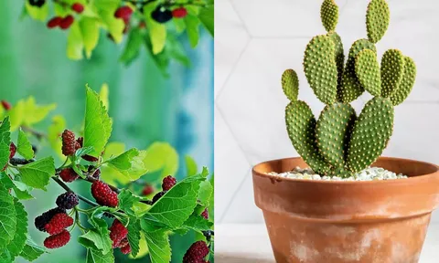 5 cây nếu trồng trong nhà sẽ chặn đứng tài lộc, nghèo mãi vẫn hoàn nghèo