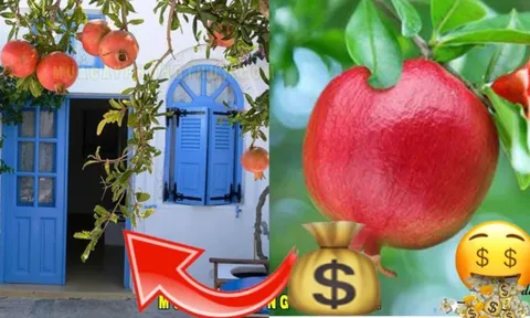 3 loại cây trồng càng lâu càng giàu, cây số 1 nhiều nhà hiếm muộn phải thử liền