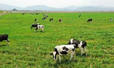 Tổ hợp trang trại tại Lào của Vinamilk đẩy nhanh tiến độ hoàn thành giai đoạn 1