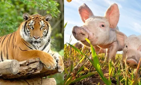 Thần Tài chiếu cố: 7 ngày tới, đây là 3 con giáp vận số may mắn, làm đâu trúng đó, tiền vào như nước
