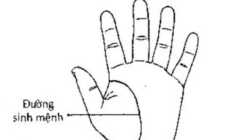 Xem chỉ tay: Đường sinh mệnh ngắn nói lên điều gì?
