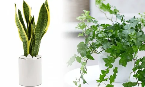 Chuyên gia phong thủy chỉ ra nguyên tắc đặt cây trong phòng ngủ để tránh vận xui 