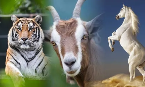 Thời tới muốn cản cũng khó: 3 con giáp này sự nghiệp và tình duyên đều lên hương