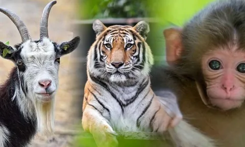 Được Thần Phật nâng đỡ: 3 con giáp này tài lộc dồi dào, ngồi đếm tiền mỏi tay 