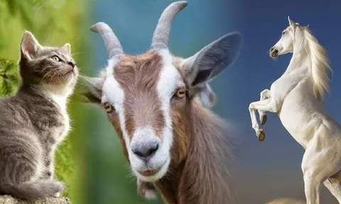 Được tổ tiên nâng đỡ: 3 con giáp này 'ngã' vào giàu sang, 'nằm' trên phú quý