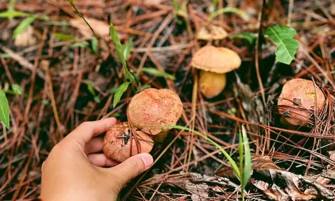 Đà Lạt vào mùa hái nấm, du khách có dịp 'sống ảo'