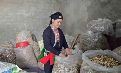 6 năm chạy chữa vô sinh không bằng 3 tháng uống thuốc Nam của “thần y núi Tản”