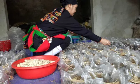 “Thần y” núi Tản và bài thuốc giúp các cặp vợ chồng vô sinh có con