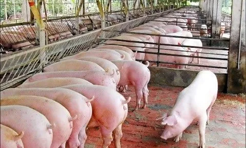 Giá heo hơi hôm nay 19/6: Người nuôi e dè tái đàn, 2 năm nữa giá heo mới giảm?