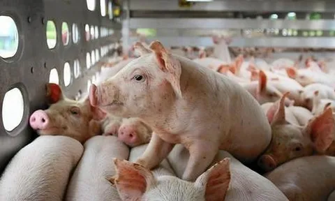 Giá heo hơi hôm nay 24/6: Ổn định giá ở cả ba miền
