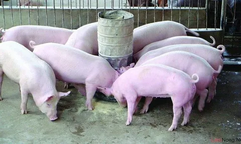 Giá heo hơi hôm nay 26/6: Giảm nhẹ tại khu vực miền Trung