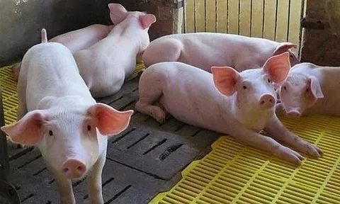 Giá heo hơi hôm nay 7/7: Tăng nhẹ một vài nơi