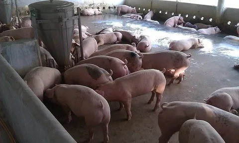 Giá heo hơi hôm nay 15/7: Tăng nhẹ trên cả 3 miền