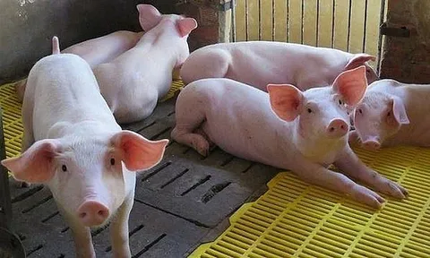 Giá heo hơi hôm nay 16/7: Đi ngang trên cả 3 miền