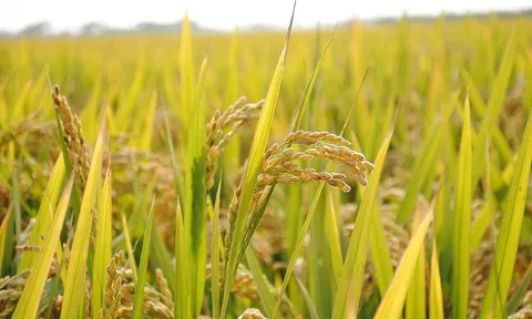 Giá gạo hôm nay 17/7: Giữ ổn định