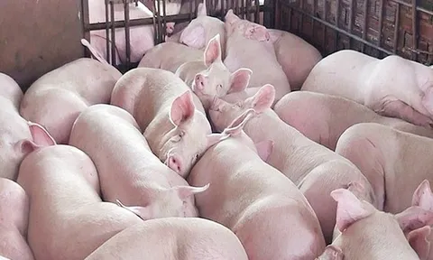 Giá heo hơi hôm nay 21/7: Diễn biến trái chiều tại 3 miền