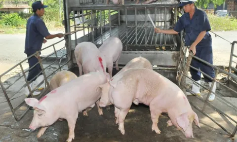 Giá heo hơi hôm nay 22/7: Tăng nhẹ tại một số địa phương