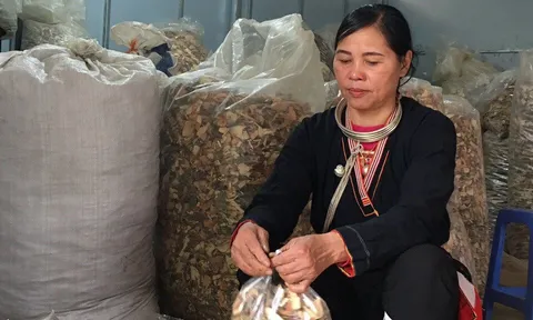 Thảo dược quý hiếm chữa khỏi đau nhức xương khớp tồn tại bao đời nay