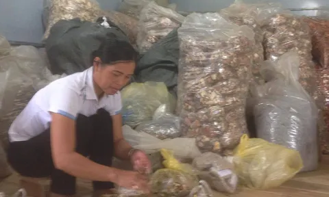 Bài thuốc nam - chìa khóa vàng giúp ngàn người tạm biệt đau nhức xương khớp