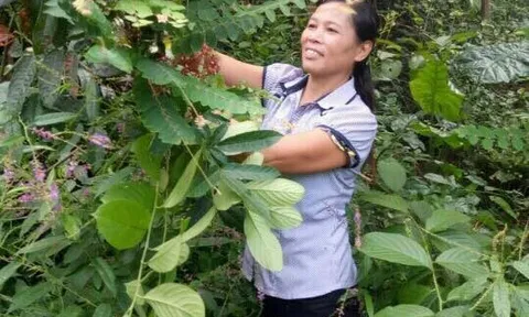 Săn lùng bài thuốc quý chữa thành công cho hàng ngàn ca đau nhức xương khớp