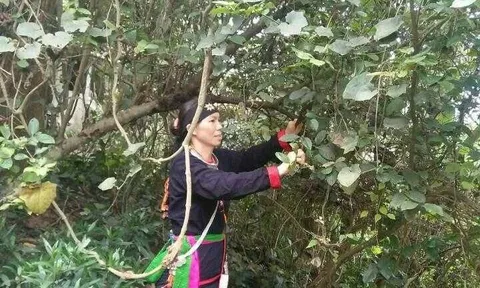 Kỳ 5: Đi tìm giá trị thực của bài thuốc bí truyền 5 đời cứu hàng ngàn người thoát kiếp tàn phế