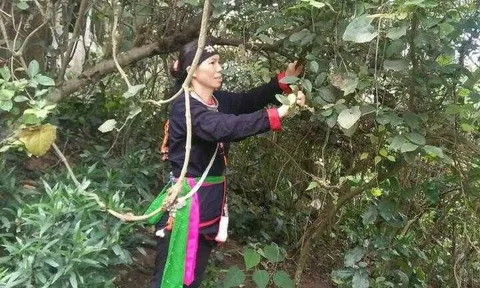 Kỳ 6: “Thần y” núi Tản tiết lộ loại thảo dược không thể thiếu trong bài thuốc bí truyền đặc trị xương khớp