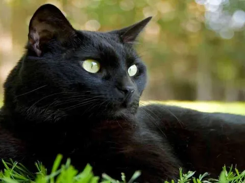 Nhau mèo đen có tác dụng gì? Có thật sự hút tài lộc, chữa bách bệnh như lời đồn?
