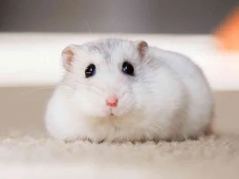 Chuột Hamster giá bao nhiêu? Mách bạn cách chọn mua giống khỏe mạnh, thông minh