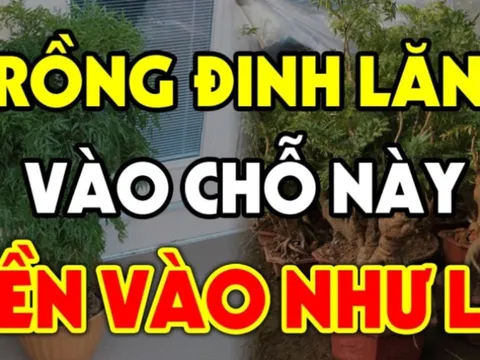 Tại sao nhà giàu thích trồng 1 cây Đinh Lăng trước cửa nhà?