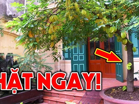 Cây khế hợp phong thủy nhưng trồng 1 chỗ này là "mạt vận", chặt ngay kẻo khốn khó quanh năm