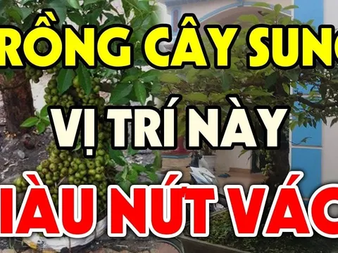 Cây Sung trồng trước nhà hay sau nhà thì hút tài lộc? Nhiều nhà trồng sai bảo sao nghèo mãi