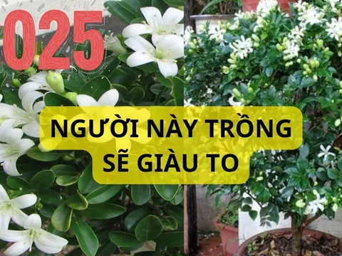 Có nên trồng cây nguyệt quế trước nhà? Cây đẹp hoa thơm nhưng phải chú ý tránh gặp xui rủi, nhất là người này