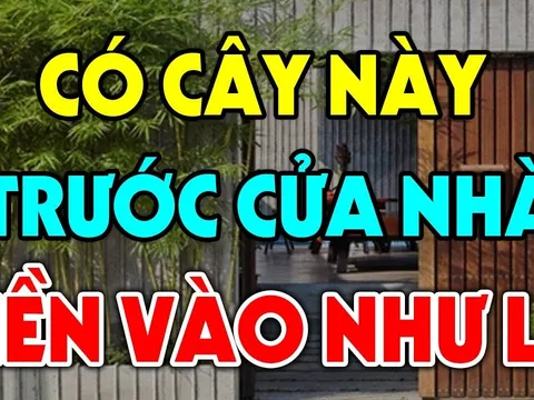 4 loại cây trồng trước nhà nào nhà đó tiền vào như nước lũ: Nhà giàu nào cũng có 1 cây