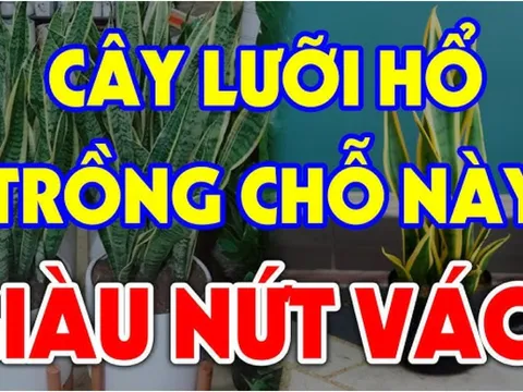 Cây kim tiền hút tài lộc vào nhà: Nhưng 2 tuổi này chớ dại trồng kẻo tiền bạc trôi sông, nợ ngập đầu