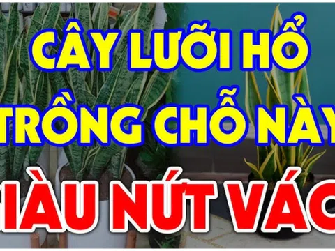 Cây Lưỡi Hổ xua đuổi Tà Ma, âm khí đừng trồng linh tinh: Đây là vị trí cực tốt, chỉ 1 cây cũng giàu