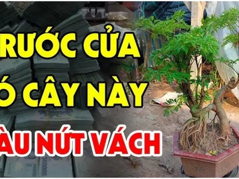 Nghèo mấy cũng đừng chặt bỏ 3 loại cây này: Cây càng xanh tươi người càng giàu có, đó là cây gì?