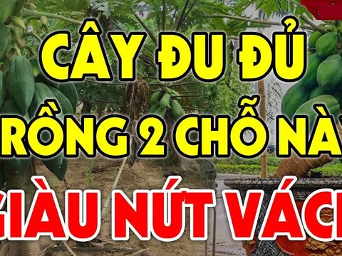 Vị trí trồng Đu Đủ tốt nhất: Chỉ 1 cây thôi cũng đủ may mắn, sung túc cả năm