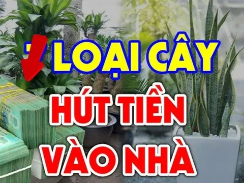 Đem 2 cây về trồng trong nhà không giàu cũng có phước, là cây nào?