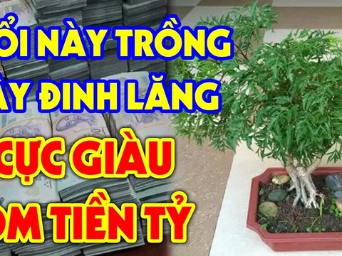 Người tuổi này cực hợp cây Đinh Lăng: Chỉ cần 1 cây nhỏ thôi cũng thu hút tài lộc, gia chủ giàu sang