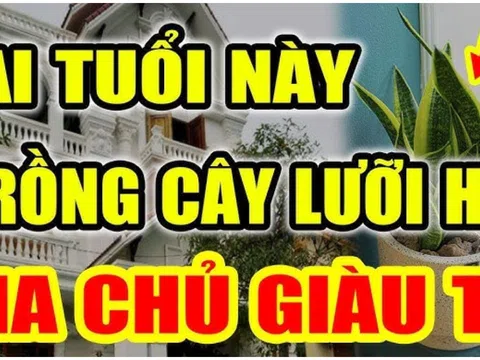 Người tuổi này trồng cây Lưỡi Hổ như Rồng cưỡi mây: Kinh doanh đắc tài chẳng thiếu tiền xài, 1 cây cũng giàu