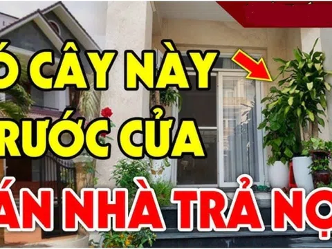 4 loại cây trồng trước nhà ly tan, lụi bại: Cây càng xanh người càng suy