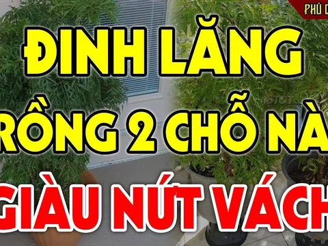 Cây Đinh Lăng hút tiền bạc, trấn giữ của cải: Đây là vị trí tốt tiền vào như nước