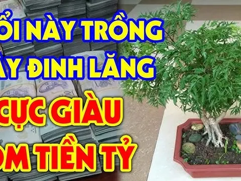 Loại cây là "nhân sâm cho người nghèo", trồng trong nhà gia chủ Phất nhanh