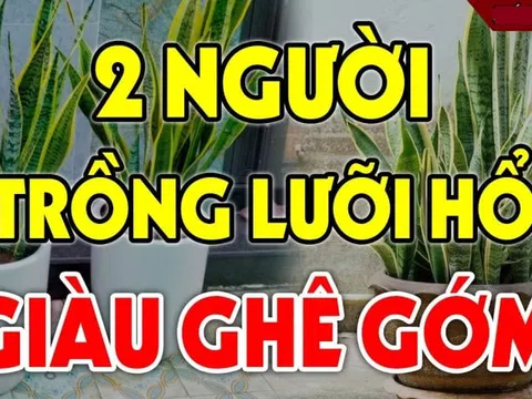 Người tuổi này trồng Lưỡi Hổ hợp phong thủy: Kinh doanh Đắc Tài tiền về như nước