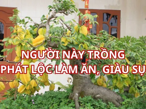 Trồng cây khế thu hút tài lộc, gia đình khỏe mạnh, người tuổi này trồng 1 cây giúp làm ăn thuận lợi giàu sụ